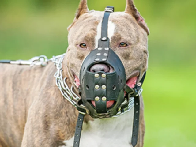 Are there really dangerous dog breeds? #California