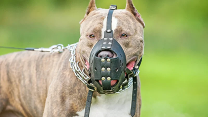 dangerous.dogs.california